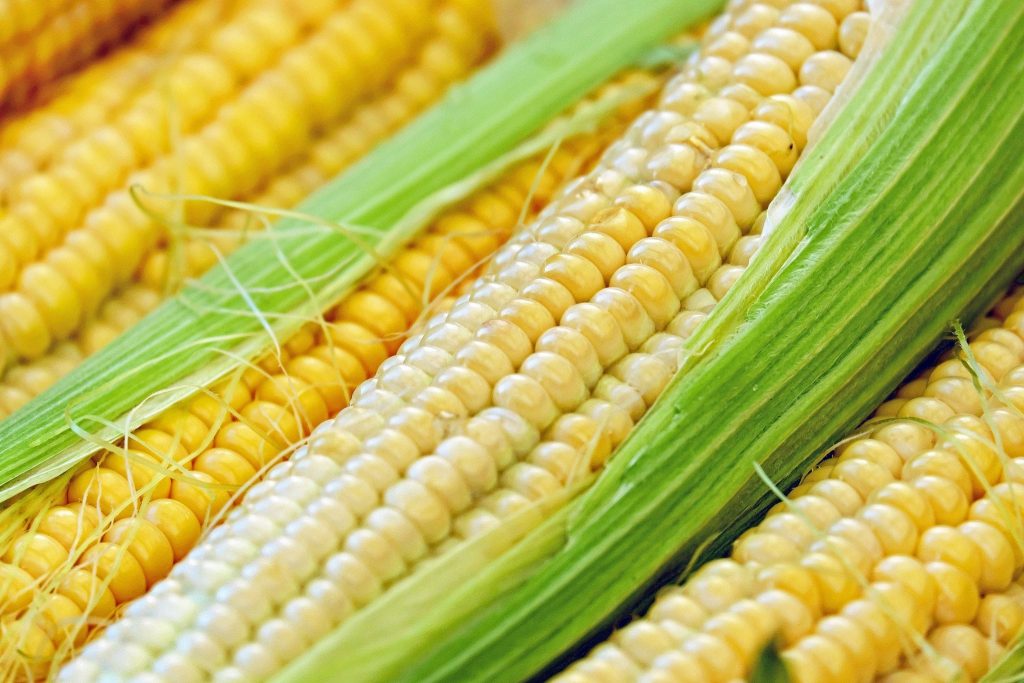 corn-1605664