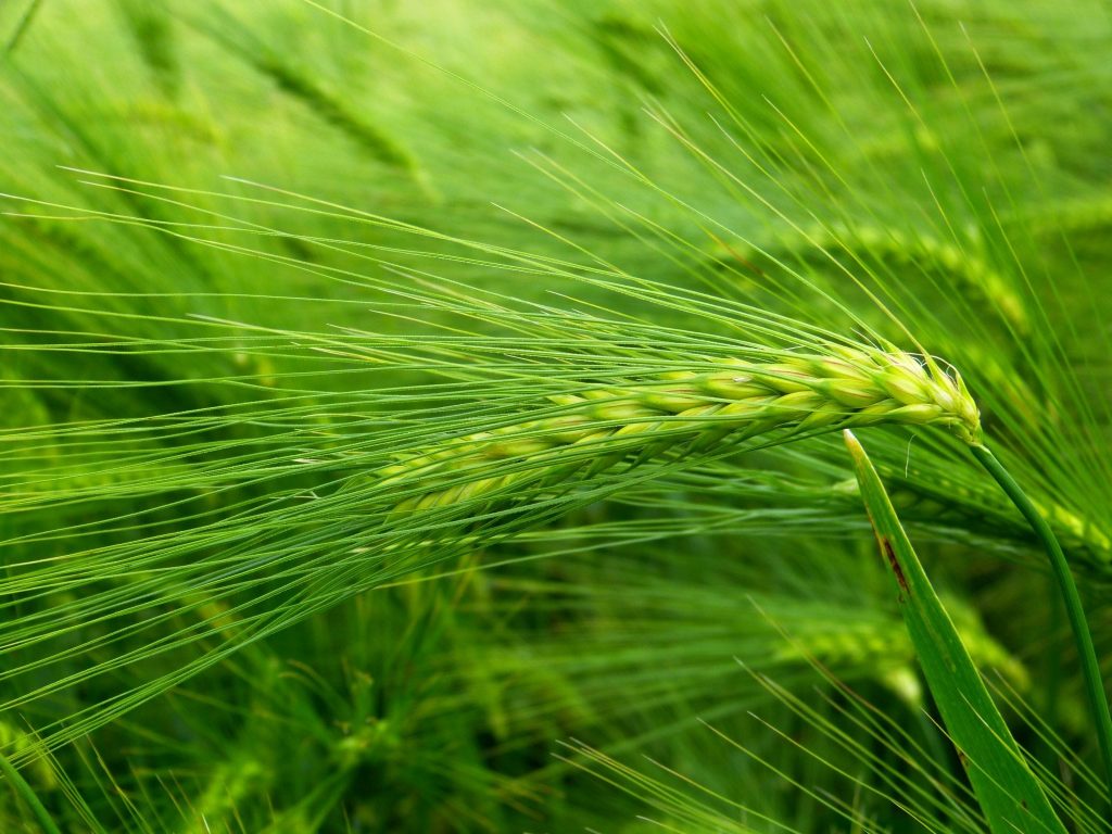 nature-grass-plant-field-barley-wheat-925104-pxhere.com